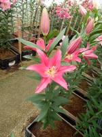 [5233 Viviana EVR No02.JPG]